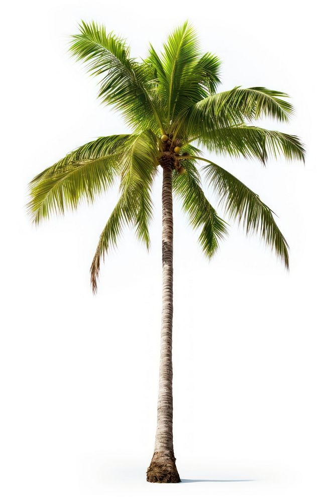 Tree coconut plant white background.