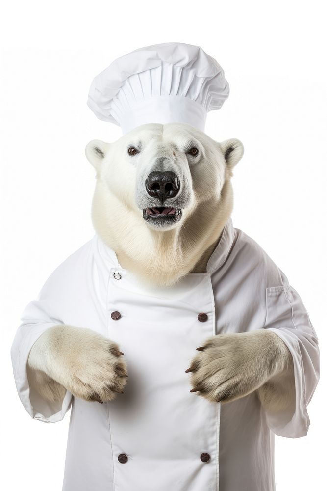 Polar bear mammal animal chef.
