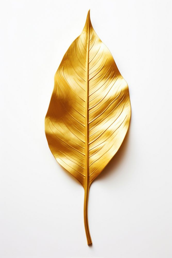 Golden leaf plant white background simplicity.