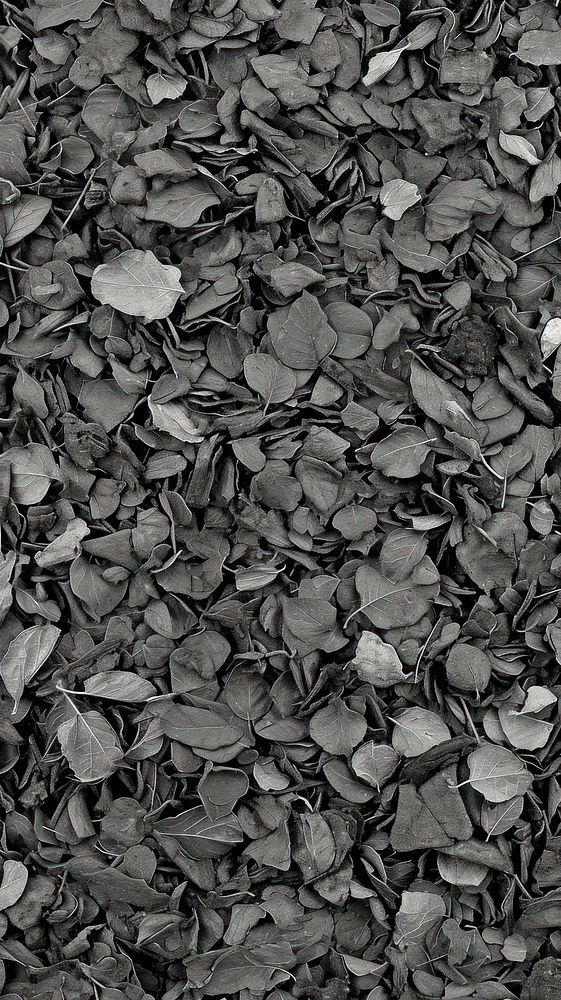 Abstract dark wallpaper soil leaf backgrounds.