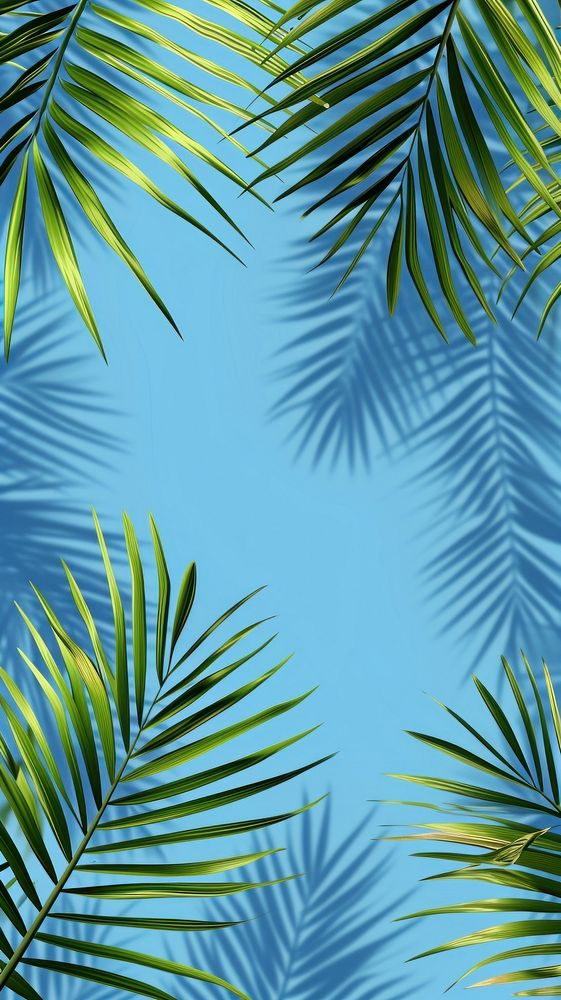 Palm tree leaf backgrounds sunlight.