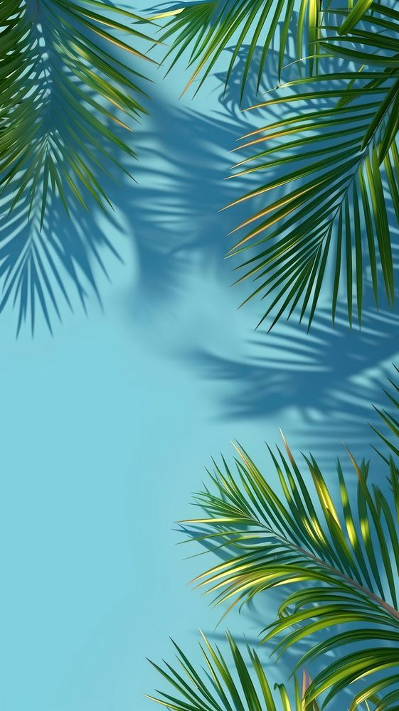 Palm tree leaf backgrounds outdoors.