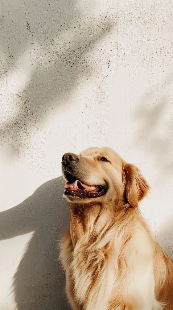 happy Golden Retriever retriever mammal | Free Photo - rawpixel