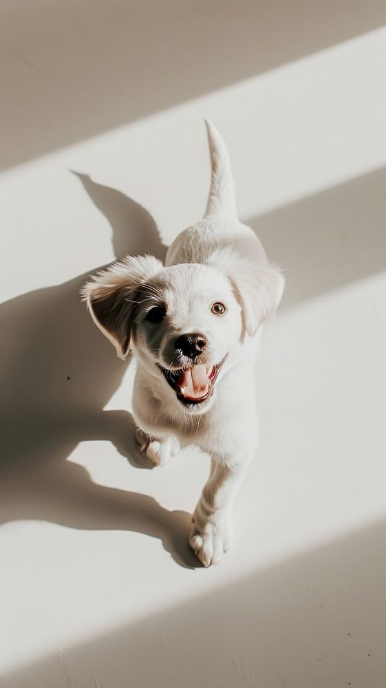 A happy puppy mammal animal white.