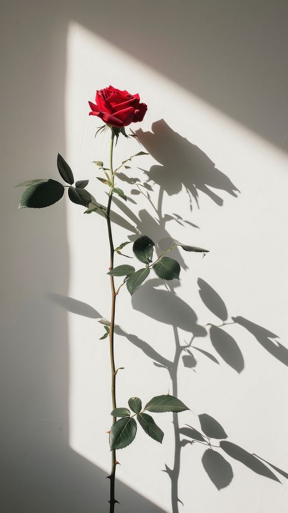 Roses flower shadow plant.