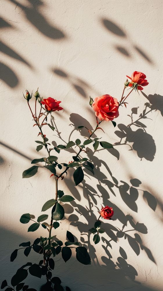 Roses wall flower shadow.