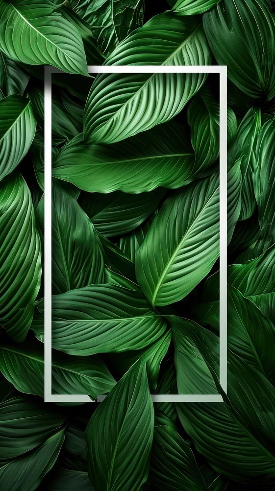 Tropical green backgrounds plant.