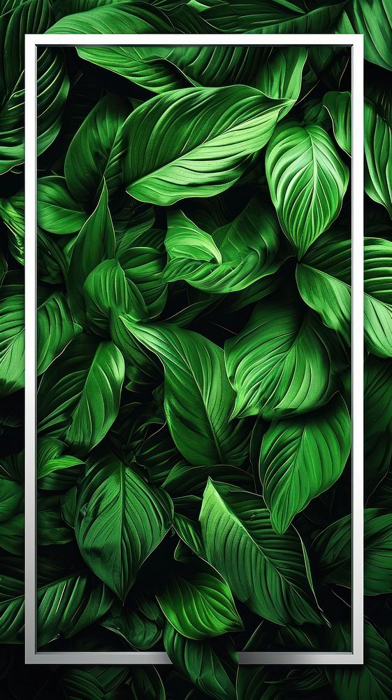 Tropical green backgrounds plant.