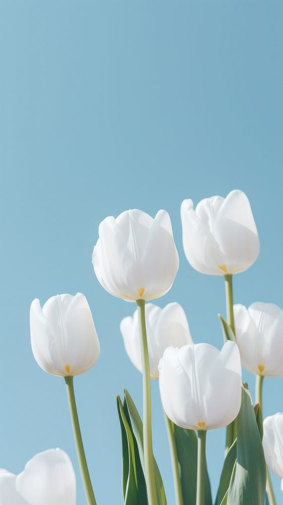  White tulips with blue sky outdoors blossom flower. AI generated Image by rawpixel.