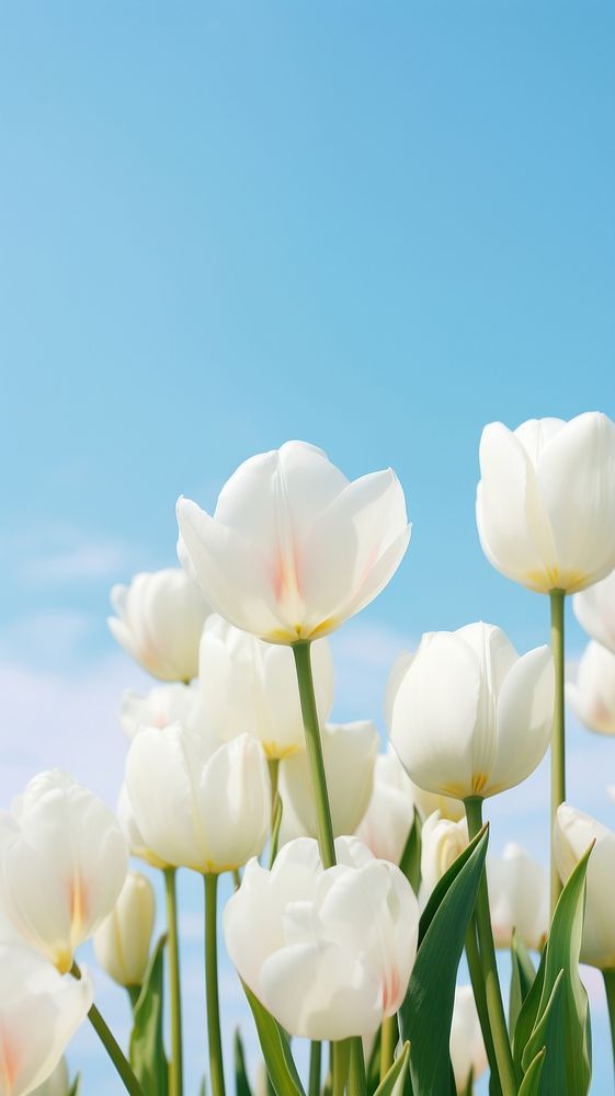  White tulips with blue sky outdoors blossom flower. AI generated Image by rawpixel.