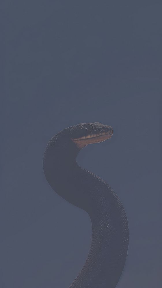 Black snake outdoors reptile animal.
