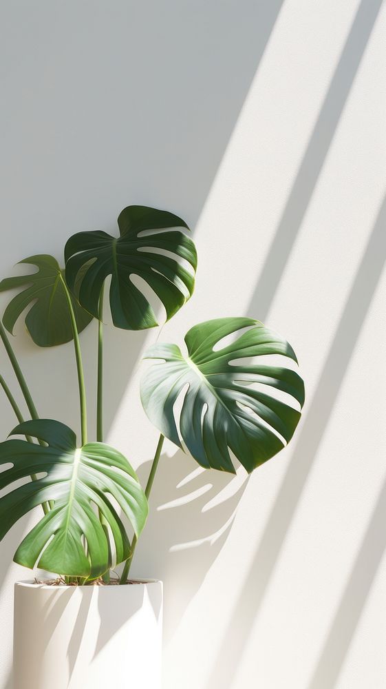 Monstera over white wall plant leaf houseplant.