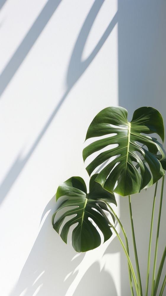 Monstera over white wall plant leaf freshness.