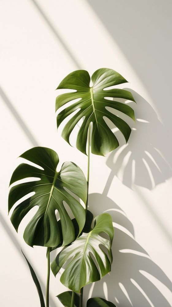 Monstera over white wall shadow plant leaf.