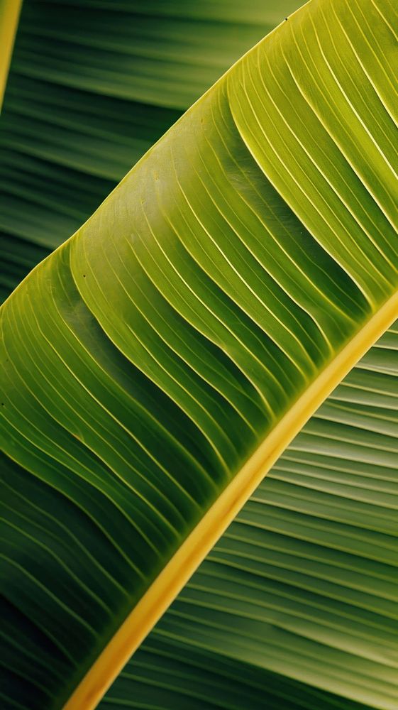 Banana leaf plant green backgrounds.
