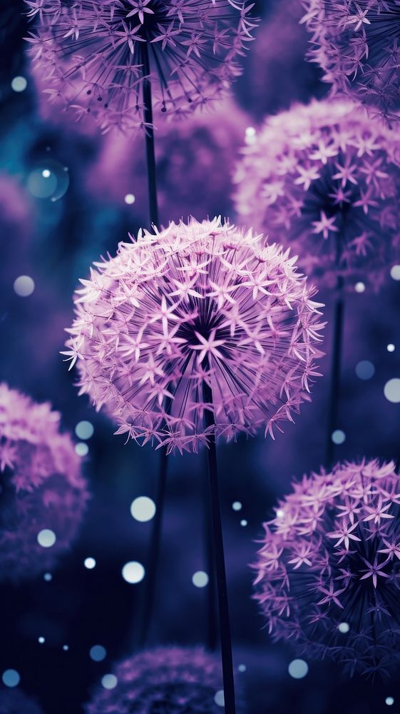  Allium purple flowers dandelion outdoors blossom. AI generated Image by rawpixel.