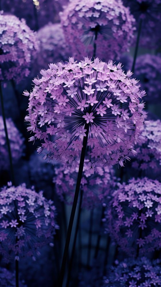  Allium purple flowers outdoors blossom nature. AI generated Image by rawpixel.