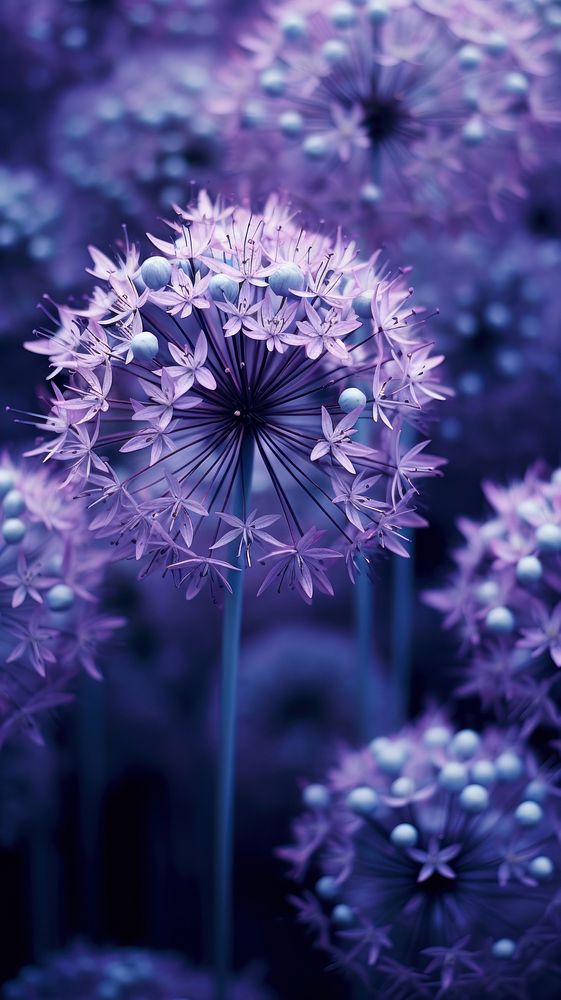  Allium purple flowers outdoors blossom nature. AI generated Image by rawpixel.