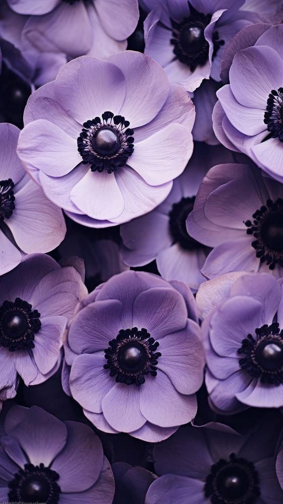  Anemone purple flowers blossom anemone petal. AI generated Image by rawpixel.