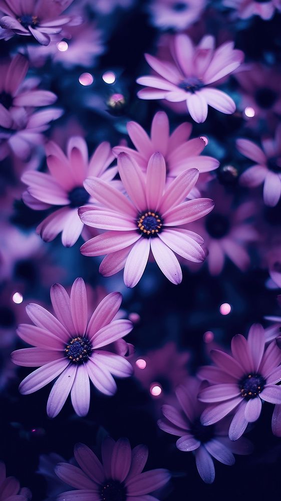  Aster purple flowers blossom petal plant. AI generated Image by rawpixel.