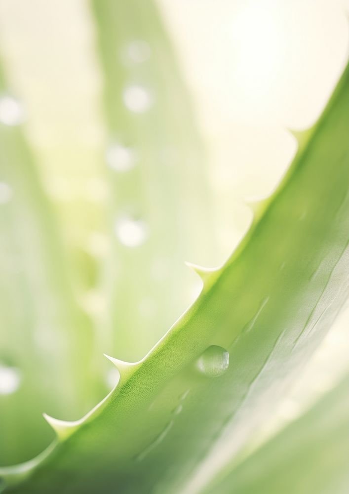 Fresh aloe vera backgrounds plant | Free Photo - rawpixel