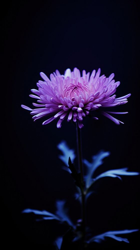  Minimal close up photo of a Aster purple flower aster blossom petal. AI generated Image by rawpixel.