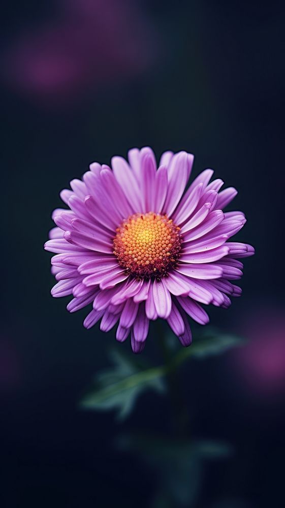  Minimal close up photo of a Aster purple flower blossom petal plant. AI generated Image by rawpixel.