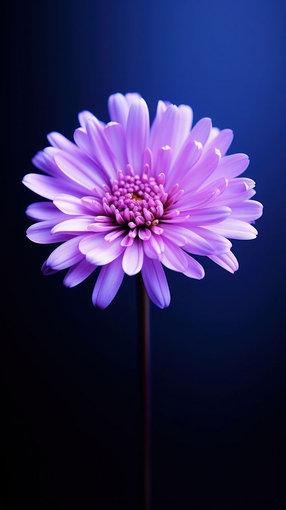  Minimal close up photo of a Aster purple flower blossom petal plant. AI generated Image by rawpixel.