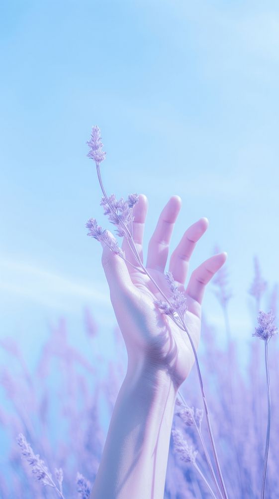  Minimal close up photo of a hand on purple meadow lavender outdoors blossom. AI generated Image by rawpixel.