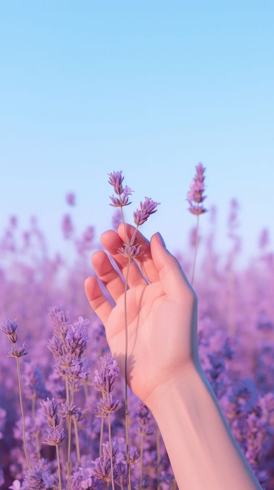  Minimal close up photo of a hand on purple meadow lavender blossom flower. AI generated Image by rawpixel.