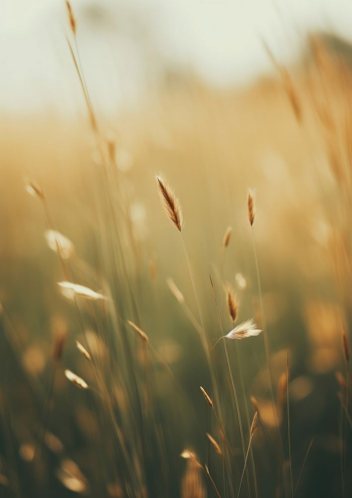  A lush field green and brown tones backgrounds outdoors nature. AI generated Image by rawpixel.