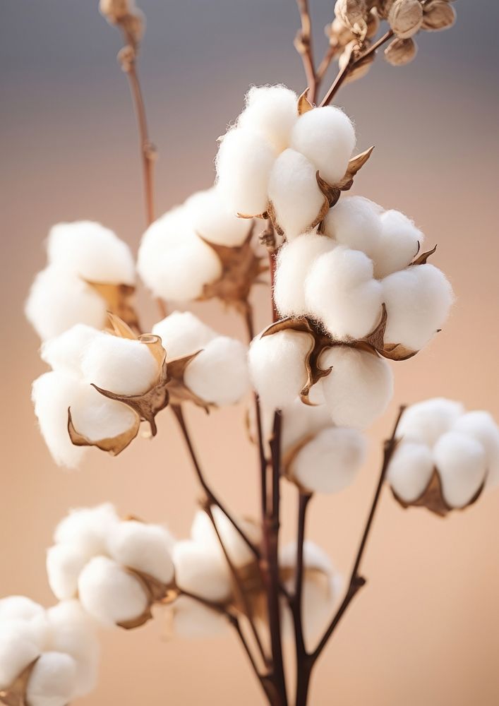  A minimal bunch dried cotton outdoors nature winter. AI generated Image by rawpixel.