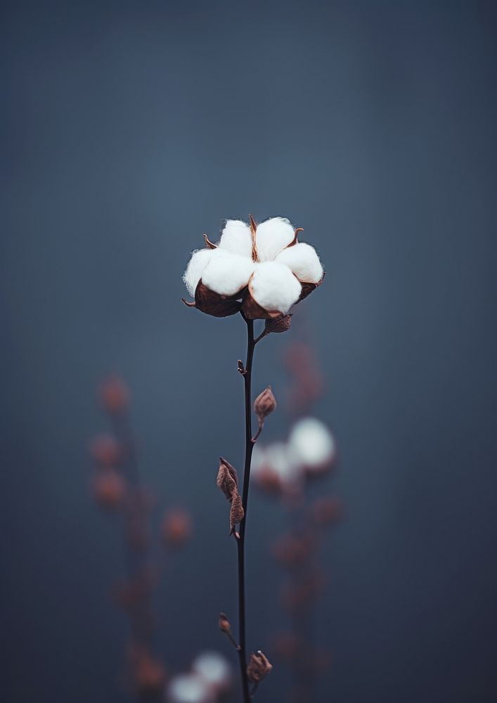  A minimal cotton flower blossom plant petal. AI generated Image by rawpixel.