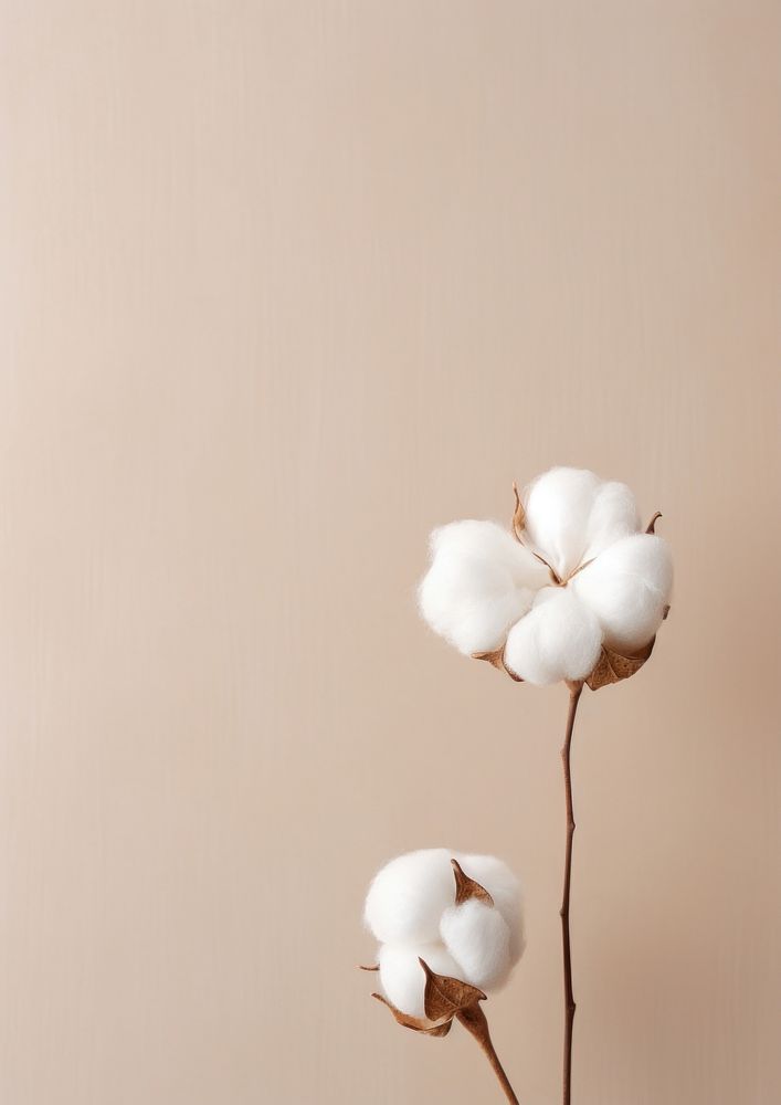  A minimal cotton flower on cozy wall ingredient fragility freshness. AI generated Image by rawpixel.