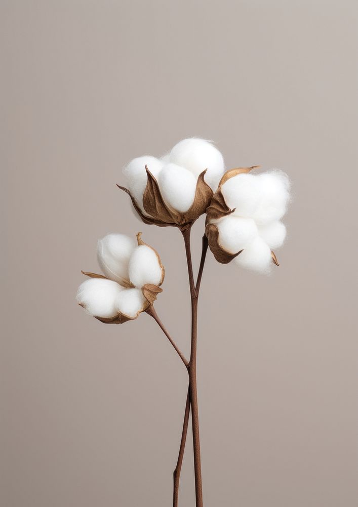  A minimal cotton flower plant white freshness. AI generated Image by rawpixel.