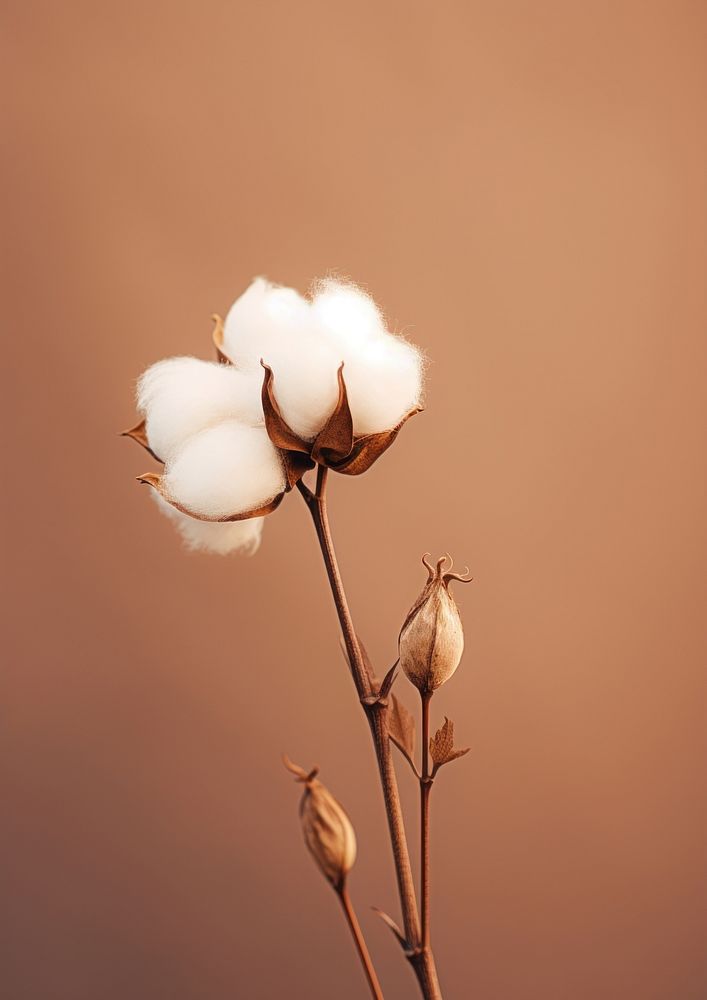  A minimal cotton flower plant inflorescence springtime. AI generated Image by rawpixel.