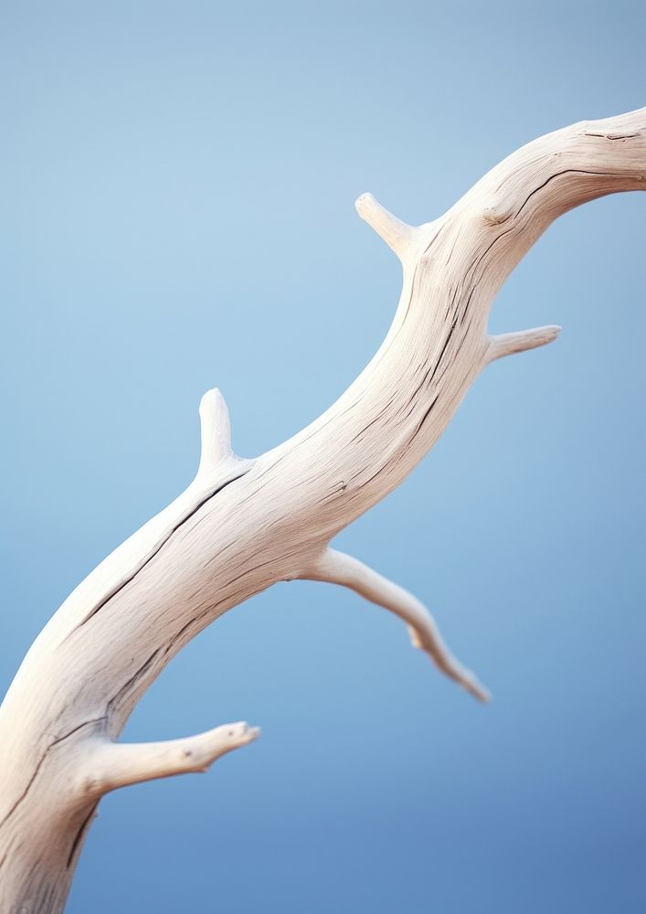  A piece of drift wood driftwood antler outdoors. AI generated Image by rawpixel.