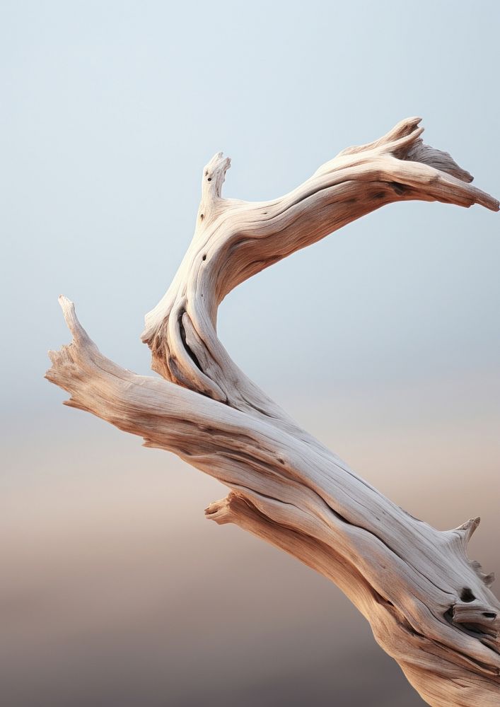  A piece of drift wood driftwood tranquility landscape. AI generated Image by rawpixel.
