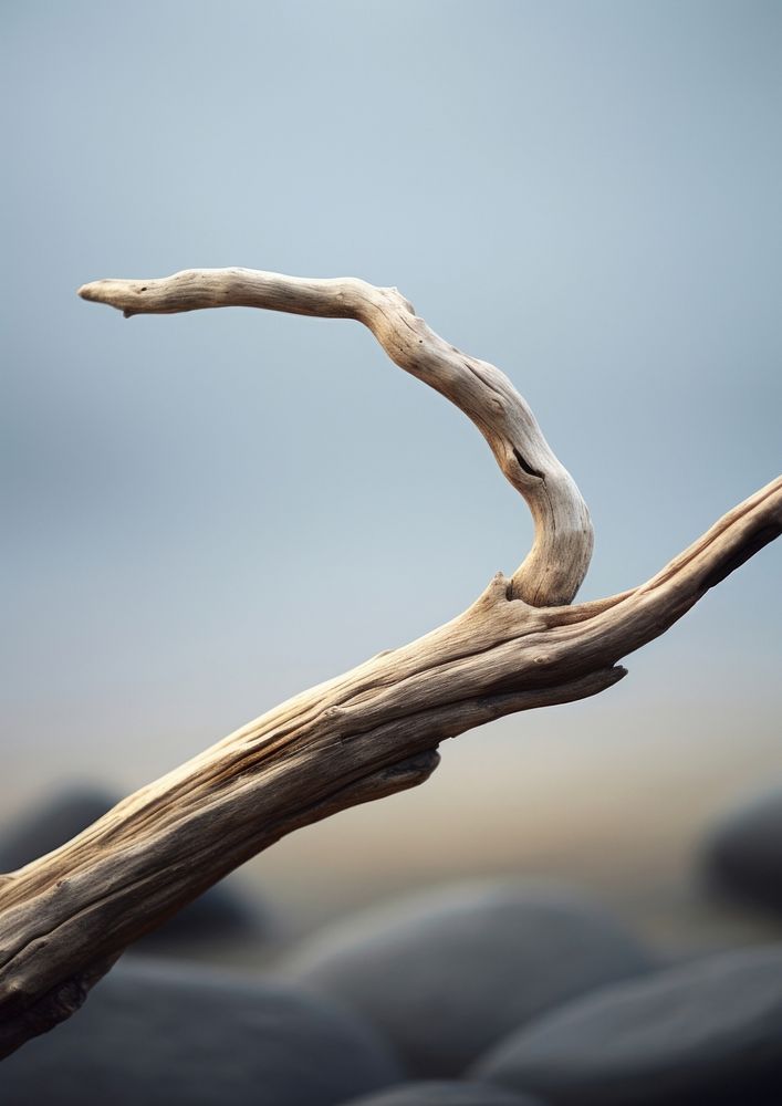  Driftwood on concrete tranquility wildlife outdoors. AI generated Image by rawpixel.
