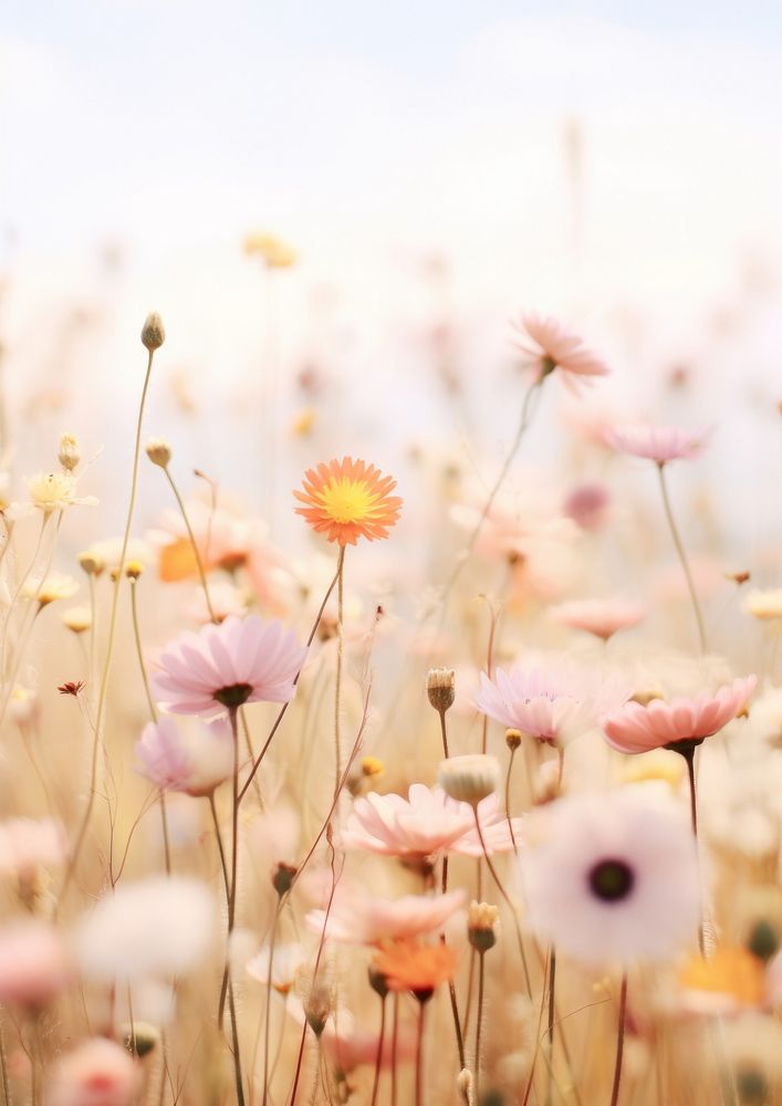  Field of wildflower landscapes backgrounds outdoors blossom. AI generated Image by rawpixel.