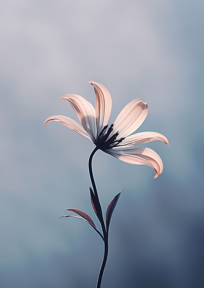  Wildflower blossom petal plant. AI generated Image by rawpixel.