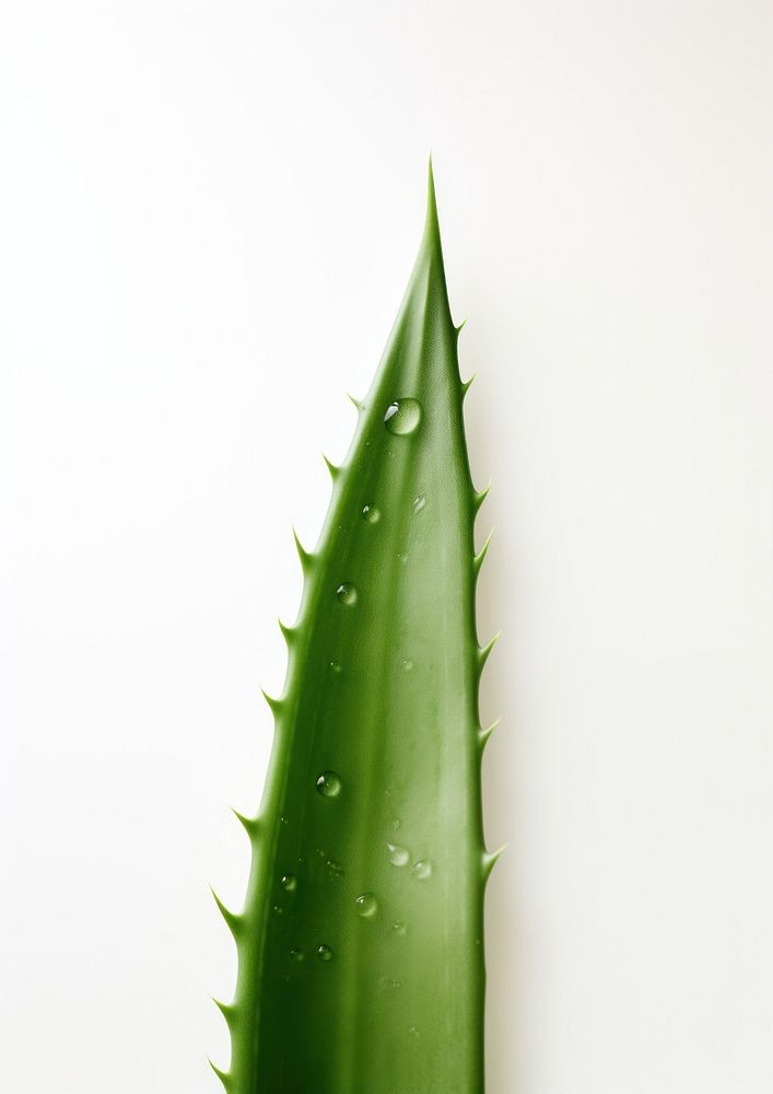  A aloe vera leave plant leaf xanthorrhoeaceae. AI generated Image by rawpixel.