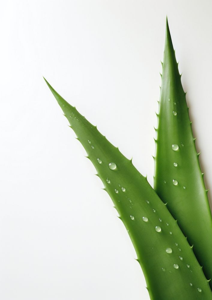  A aloe vera leave backgrounds plant xanthorrhoeaceae. AI generated Image by rawpixel.