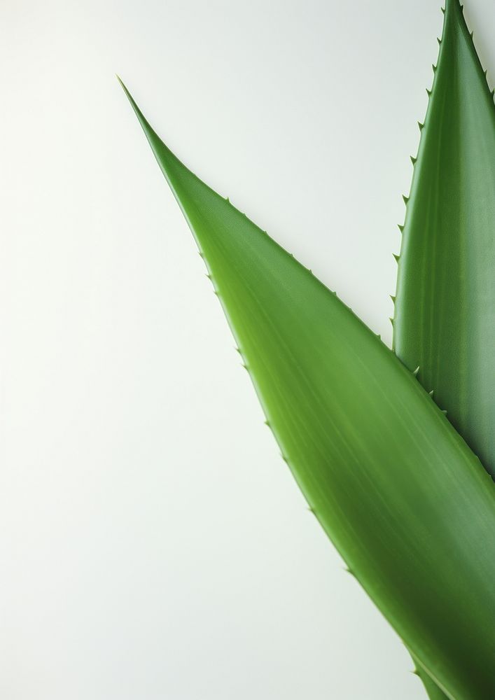  A aloe vera leave backgrounds plant leaf. AI generated Image by rawpixel.