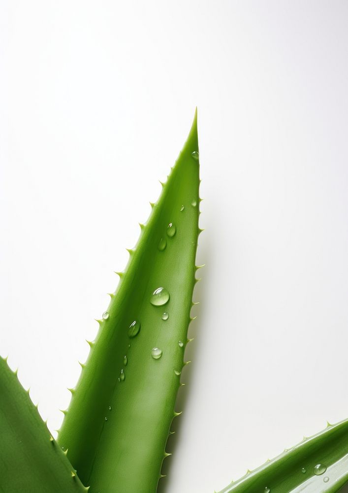  A aloe vera leave backgrounds plant leaf. 