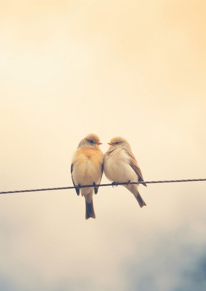A couple bird on wire with cloud sky sparrow animal beak.