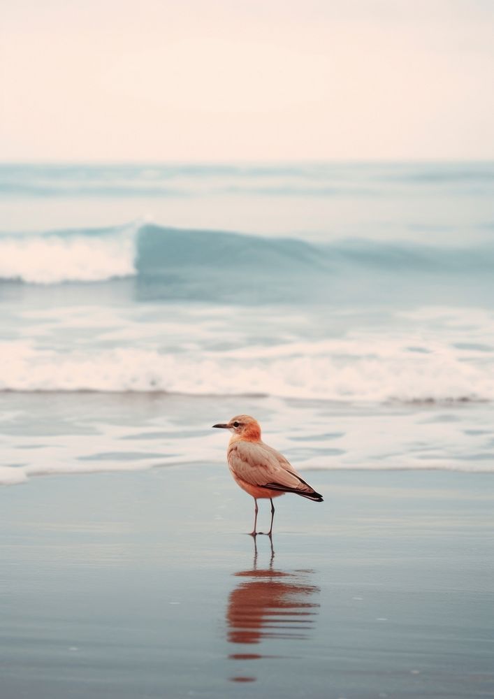Bird with the ocean outdoors horizon seagull.