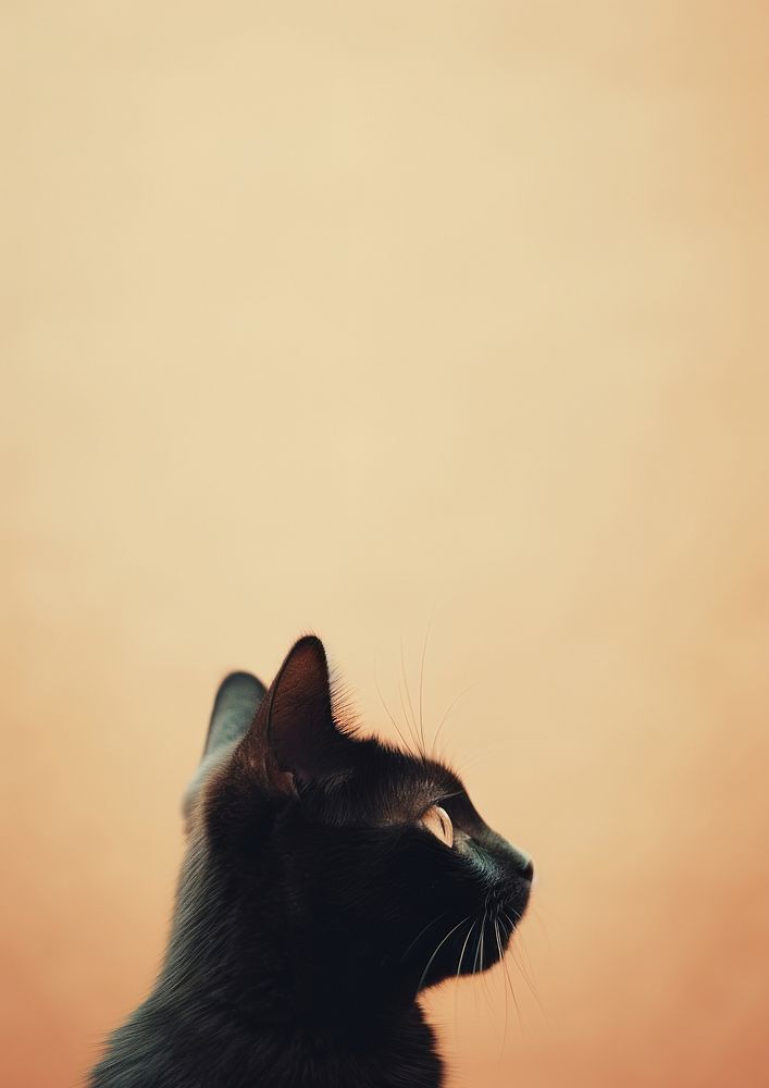 Black cat mammal animal pet.