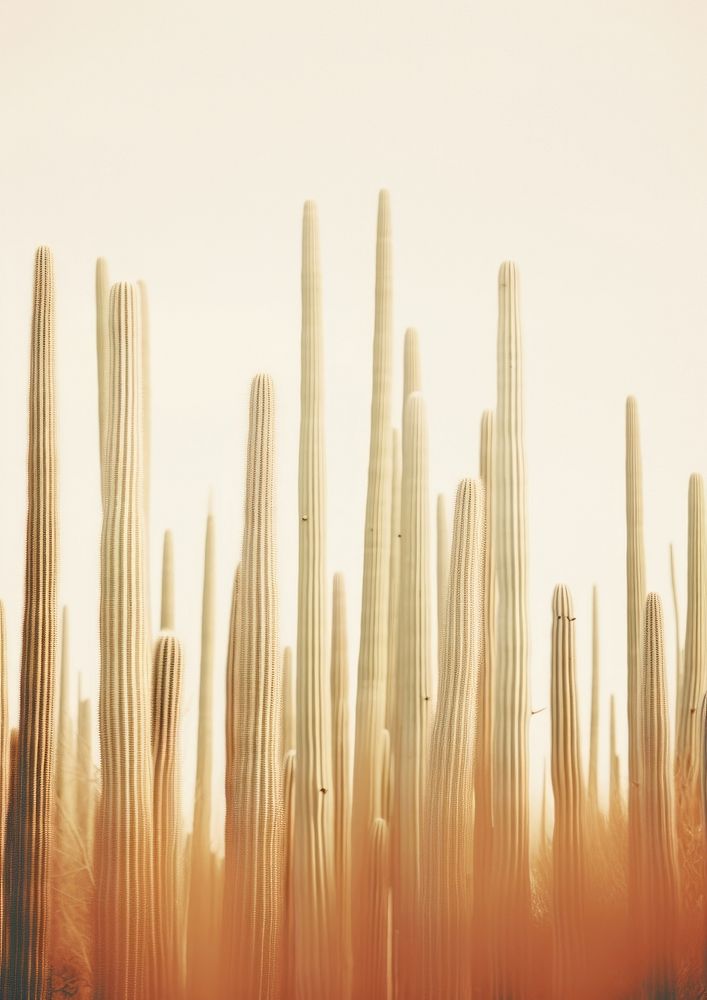 Forest of saguaro cactus growing tall backgrounds outdoors nature.