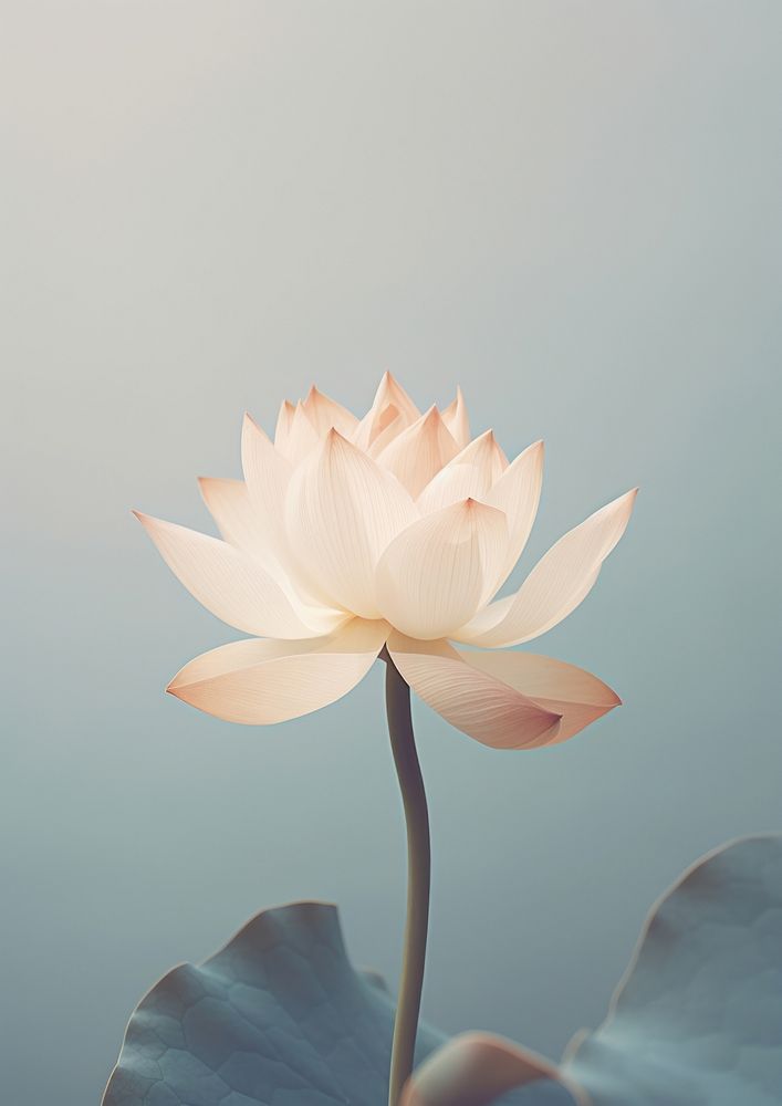 Lotus flower blossom petal plant.